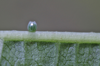Red Admiral Egg